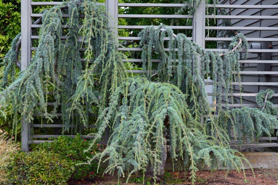 Кедр атласский Глаука Пендула