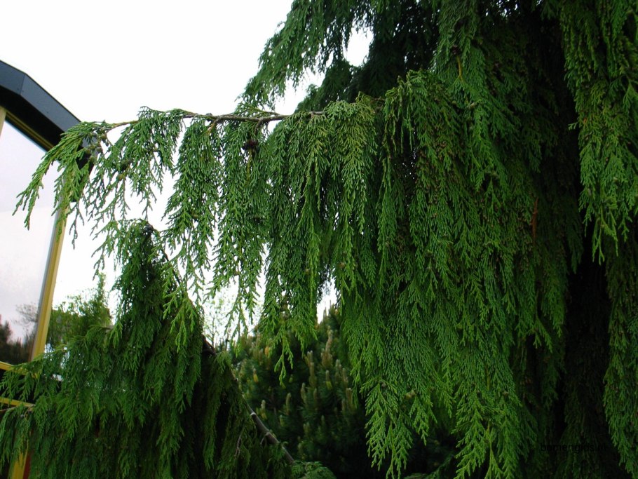 Кипарисовик нутканский Джубили