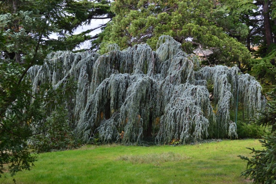 Можжевельник обыкновенный Horstmann