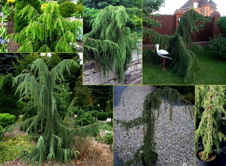 Можжевельник Хорстманн