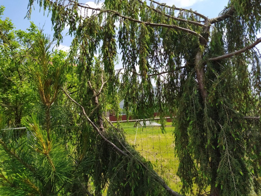 Можжевельник Пендула