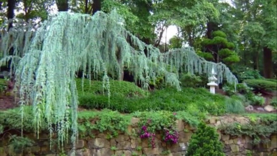 Можжевельник Хорстманн