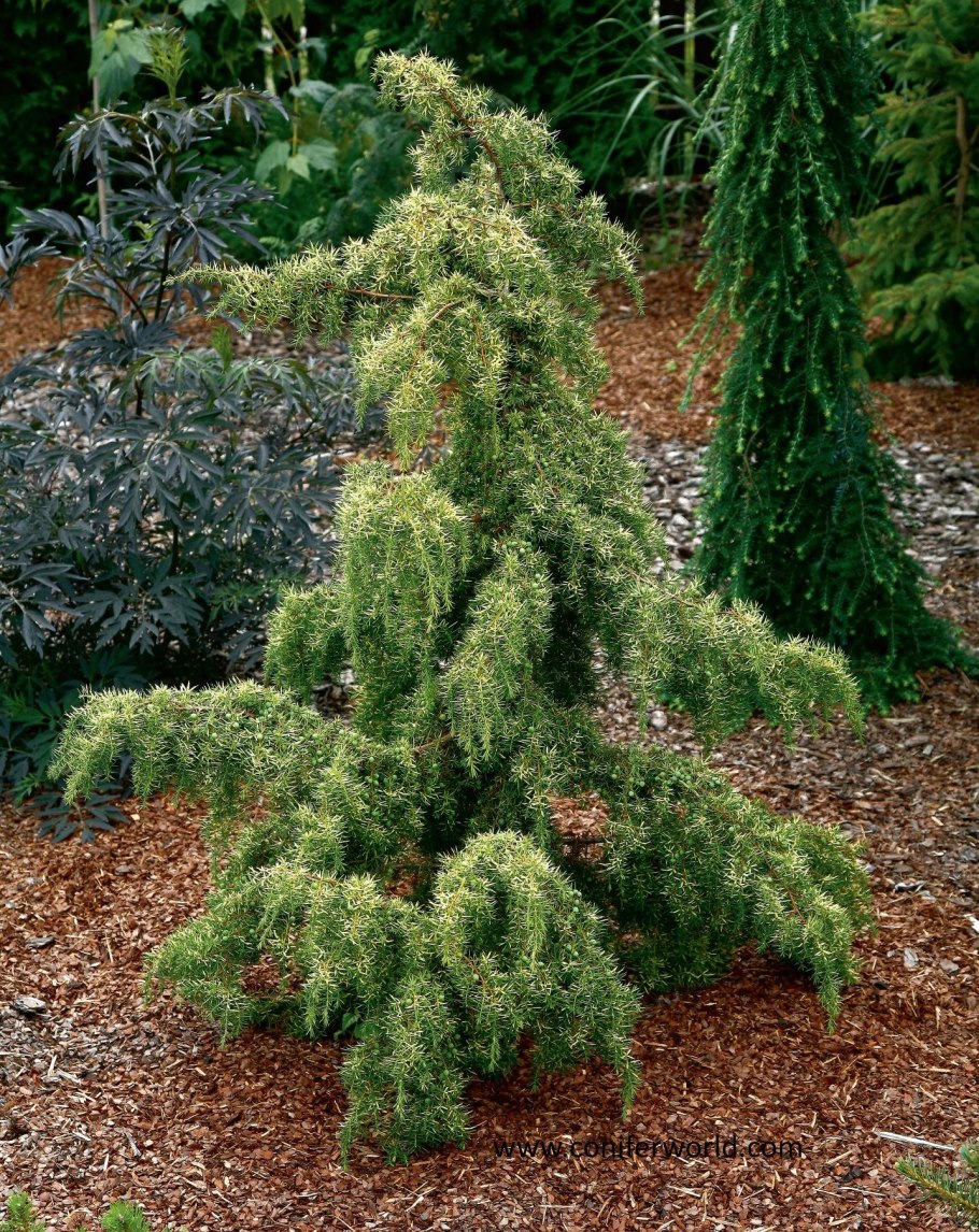 Можжевельник Хорстманн