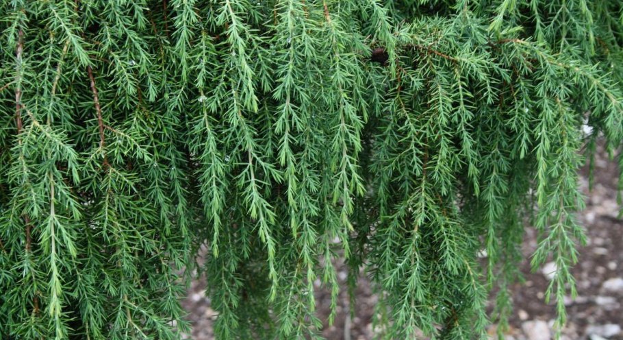 Кипарисовик горохоплодный filifera Nana