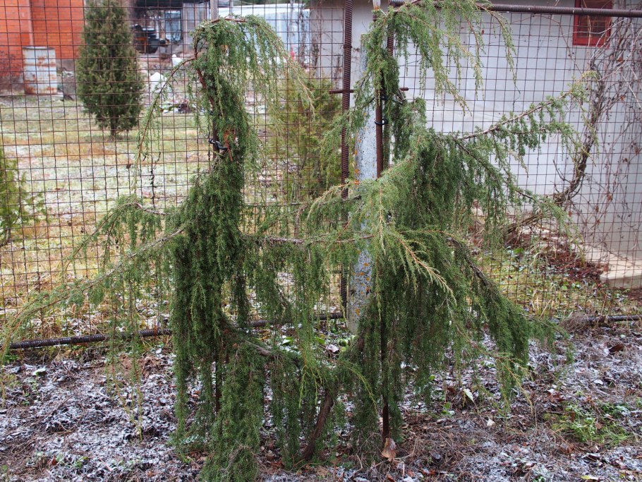 Кедр Гималайский Плакучий