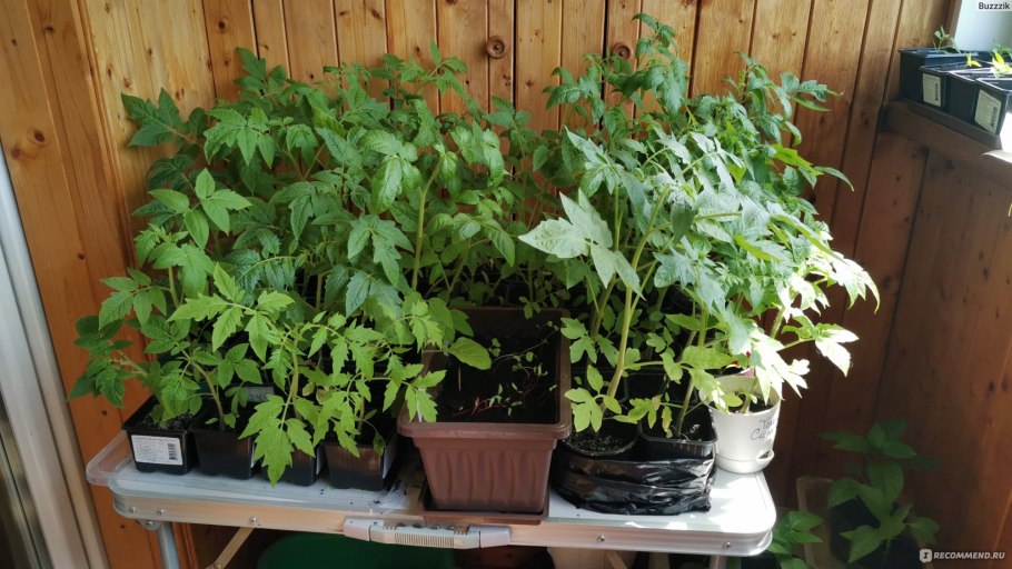 Перец Буратино f1