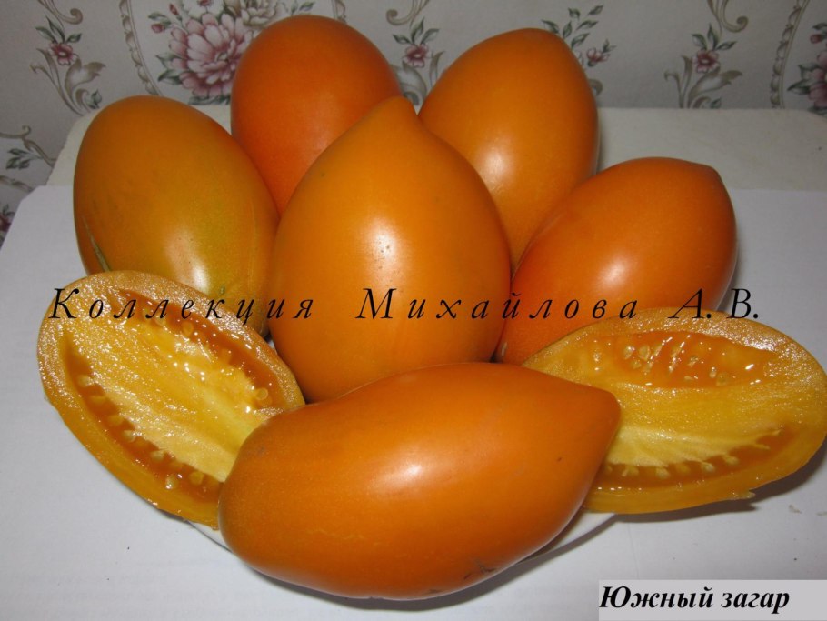 Томат Южный загар Сибирский сад