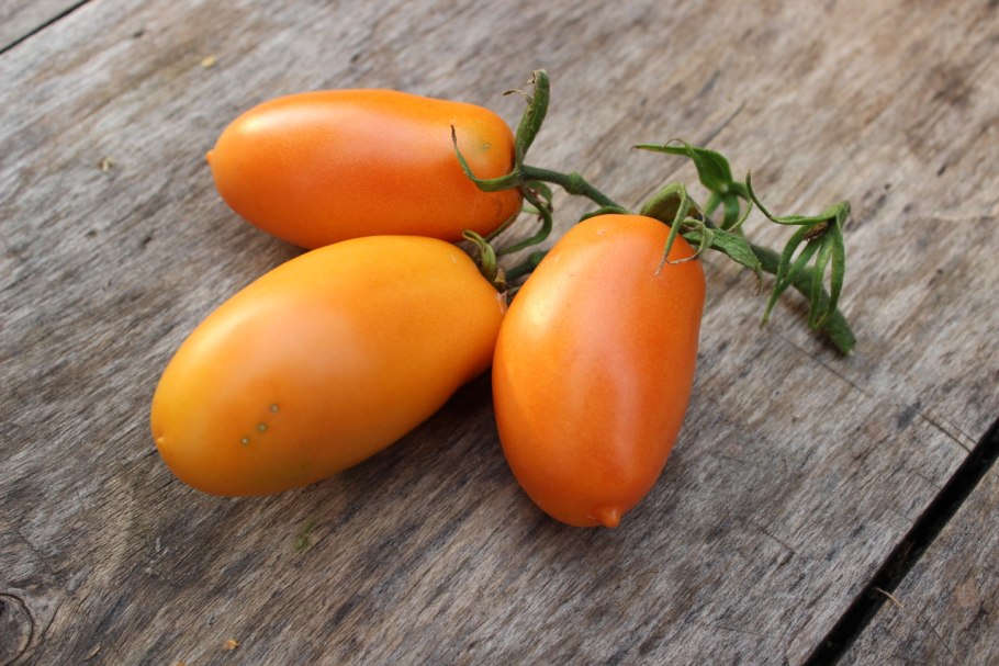 Аурига томат