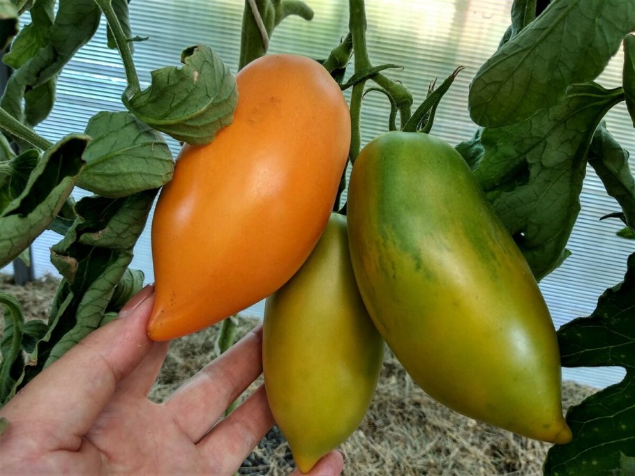 Томат Кенигсберг Южный загар