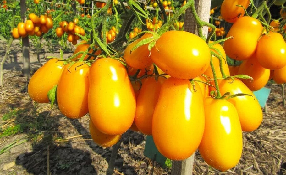Сорт томата золотой Кенигсберг