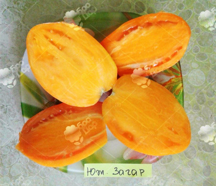 Томат Южный загар Сиб сад