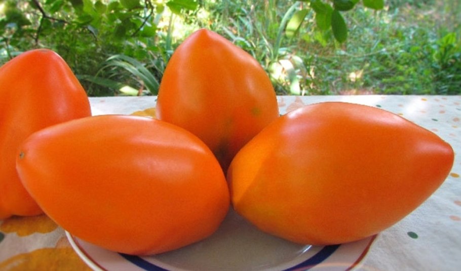 Томат ослиные уши золотые