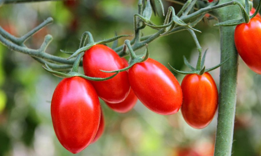 Помидоры Амана оранж