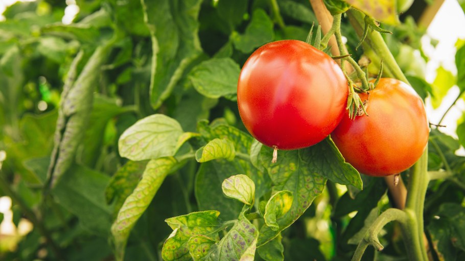 Буян желтый 20шт томат (Сиб сад)