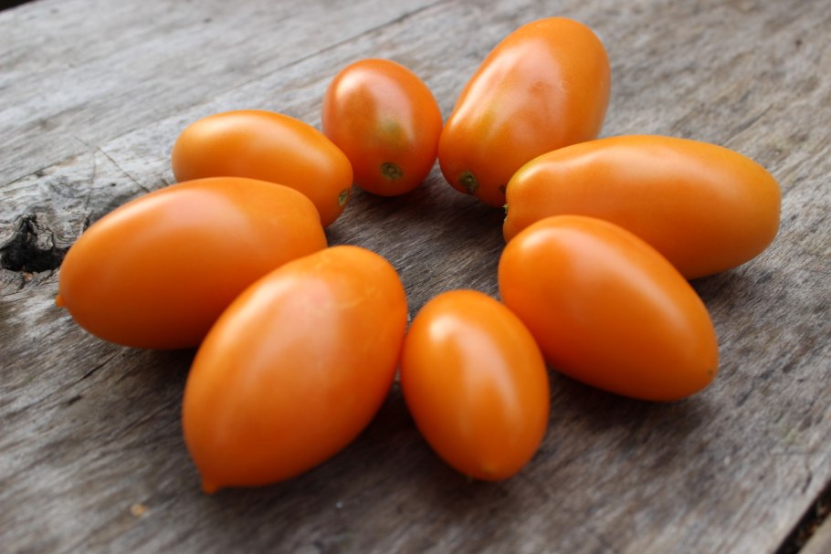 Томат черный негритенок