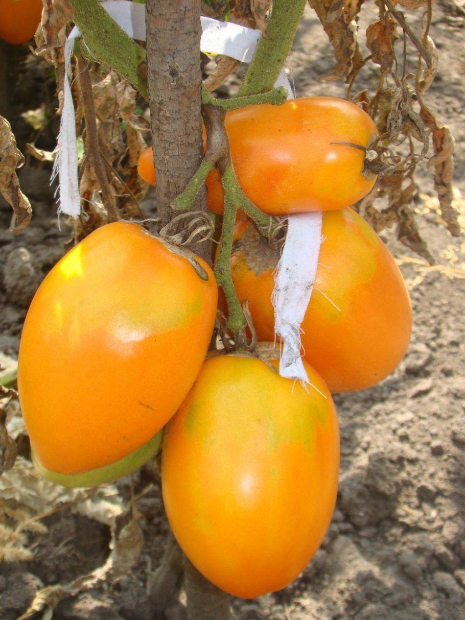 Томат Южный загар, 20 шт.