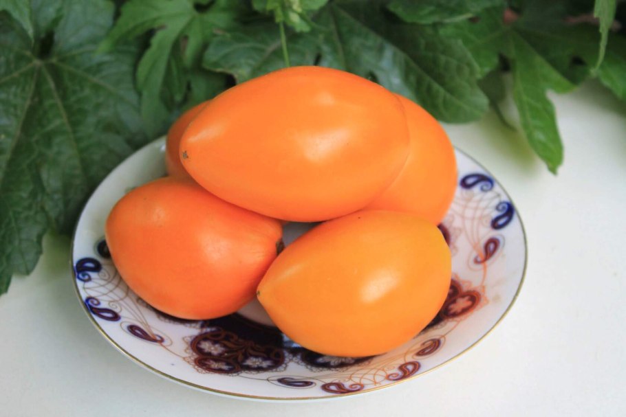 Томат Южный загар Сиб сад