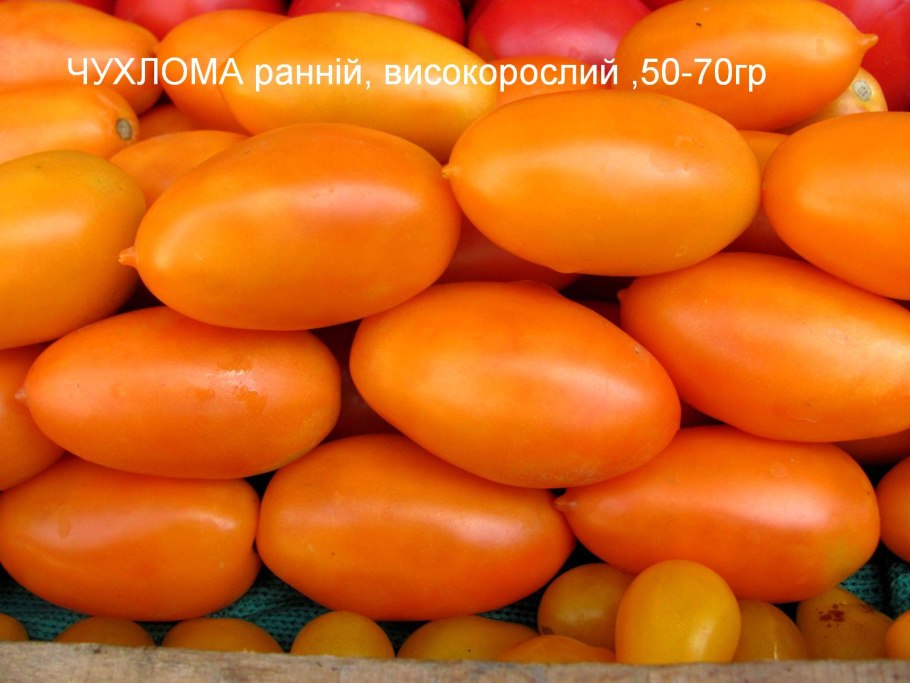 Показать томат Южный вечер