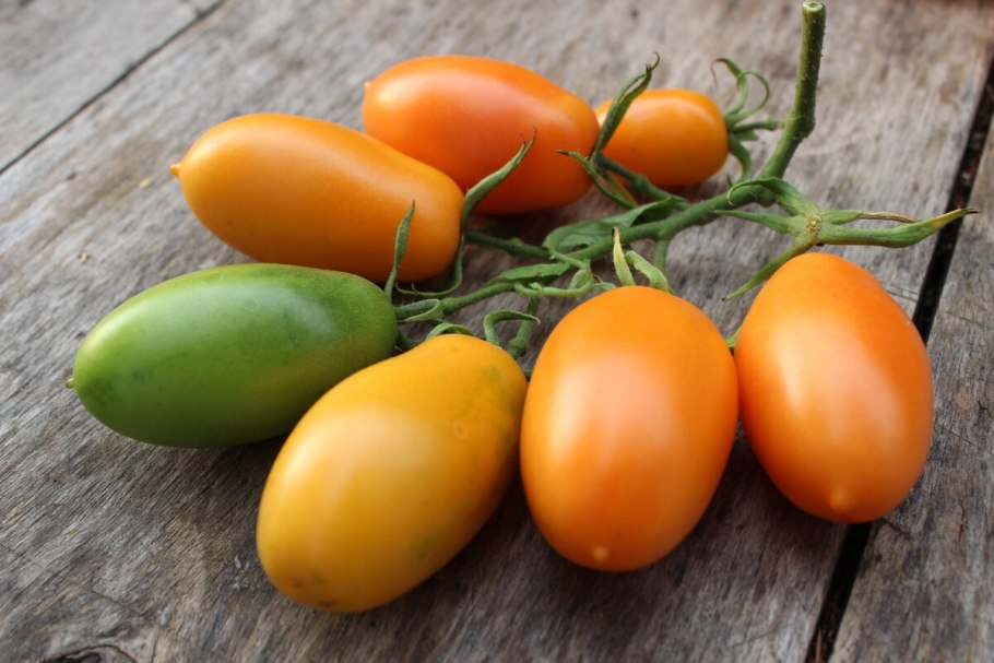 Томат золотое руно