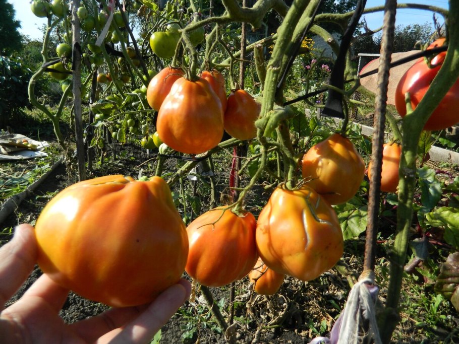 Семена томатов