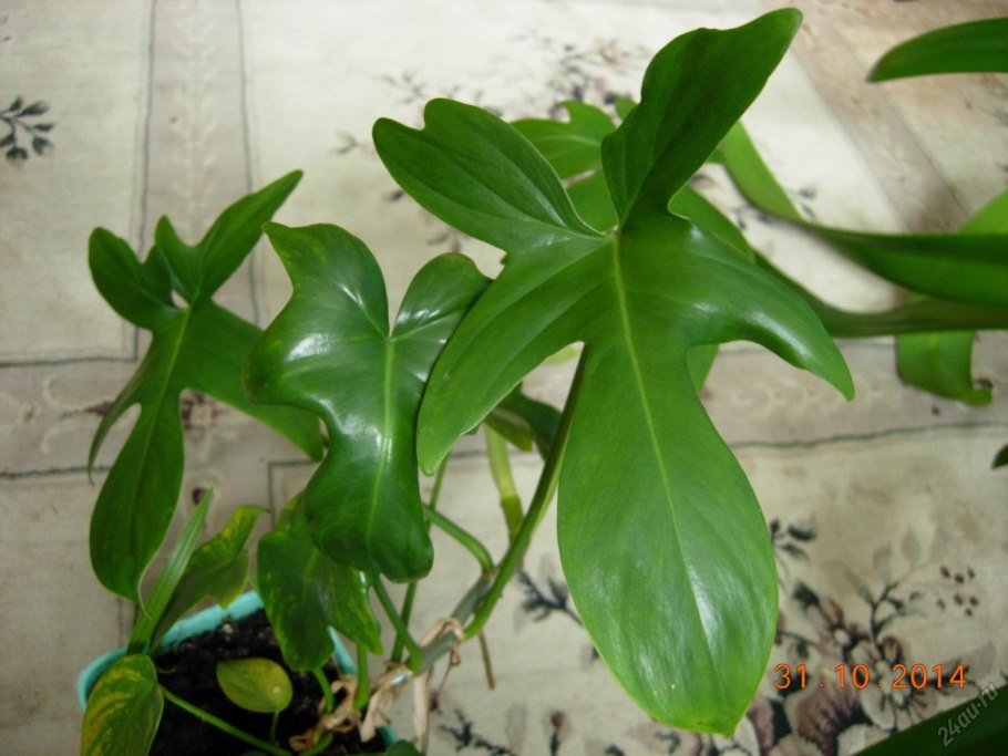 Филодендрон erubescens