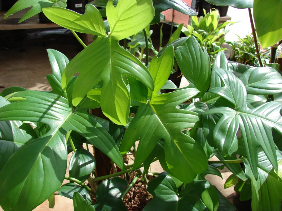 Филодендрон erubescens