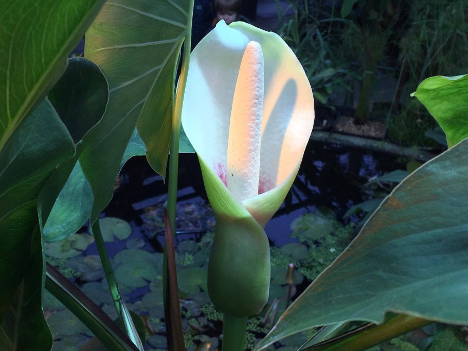 Аронник Ароидные