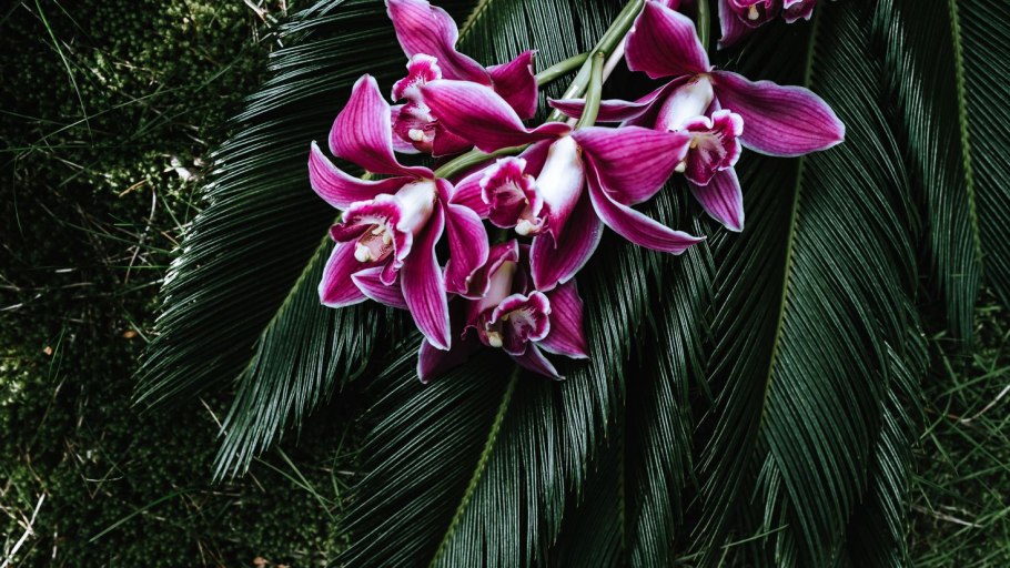 Тропическая Орхидея эпифит