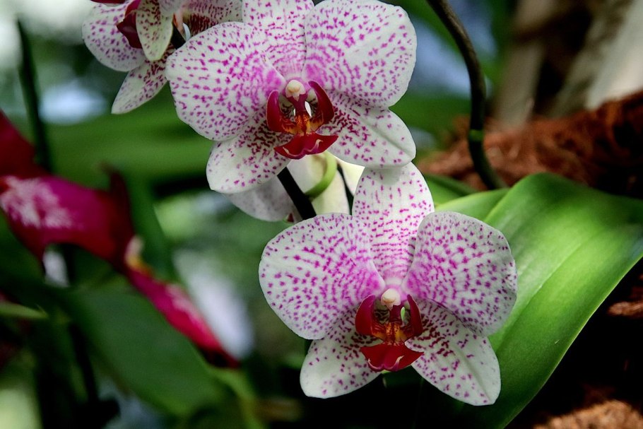 Орхидея Тропикал Флора