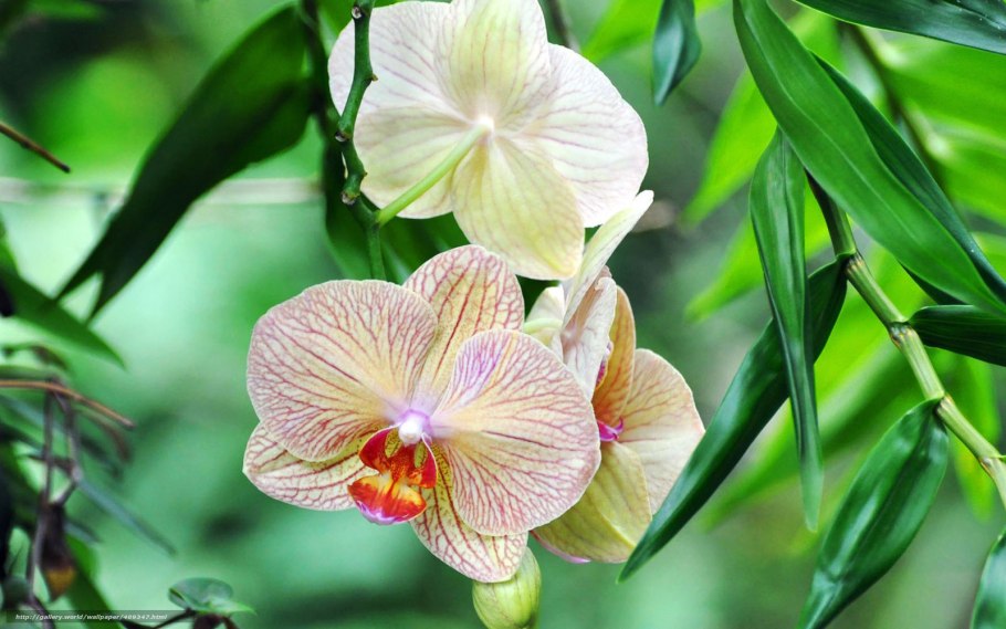 Гималайские орхидеи