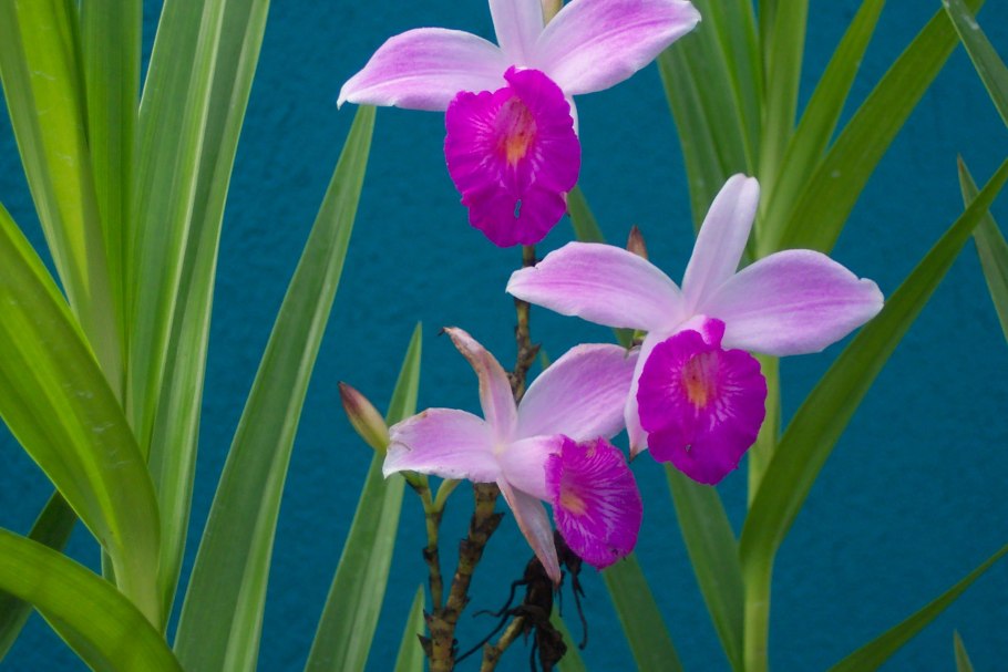 Орхидея Олд Роуз