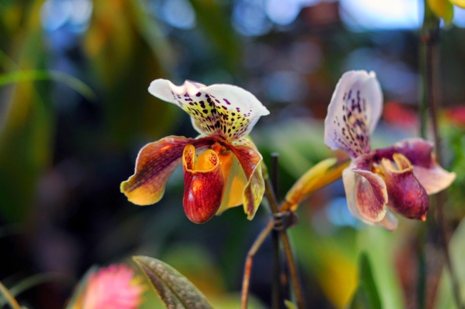 Орхидея Тукан