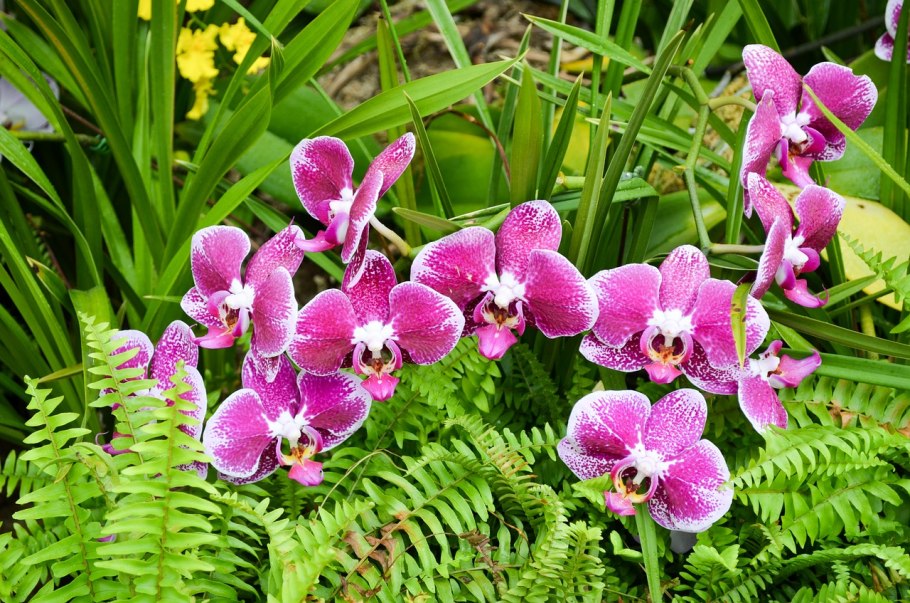 Виды орхидей Индонезии