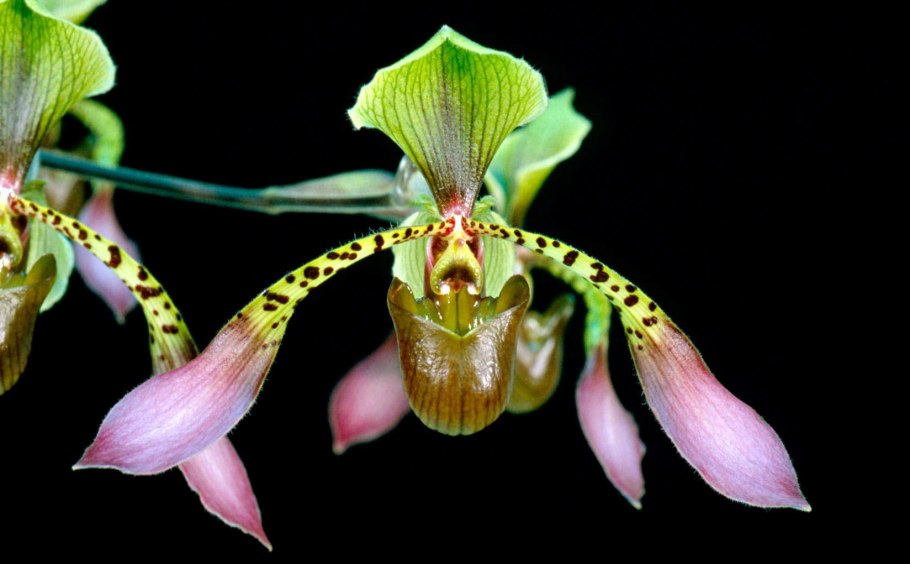 Пафиопедилум сорта