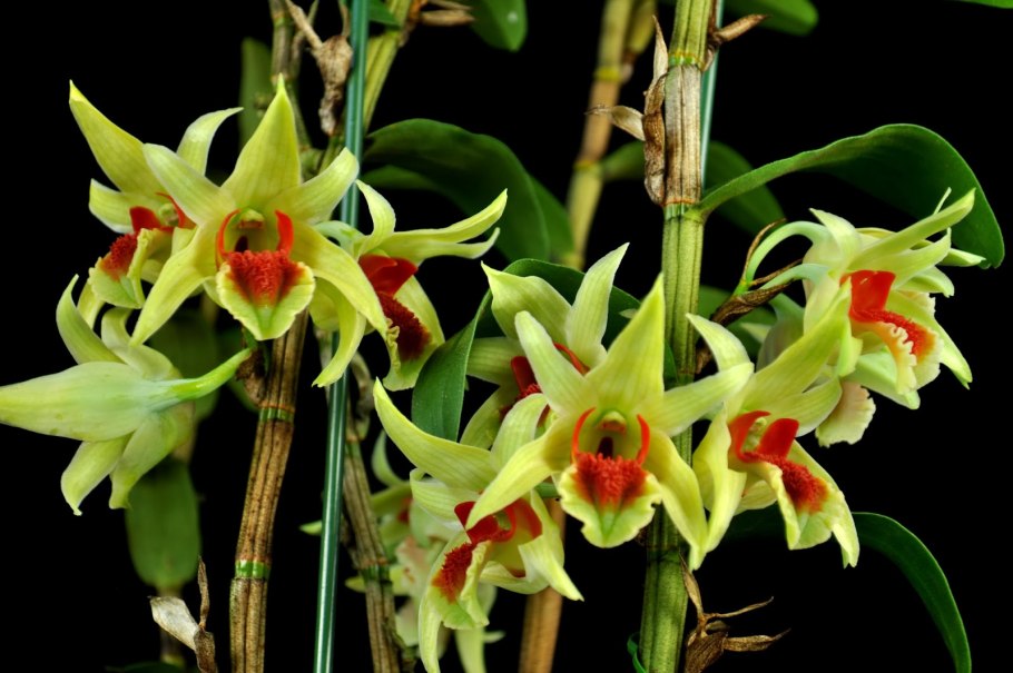 Дендробиум зеленый