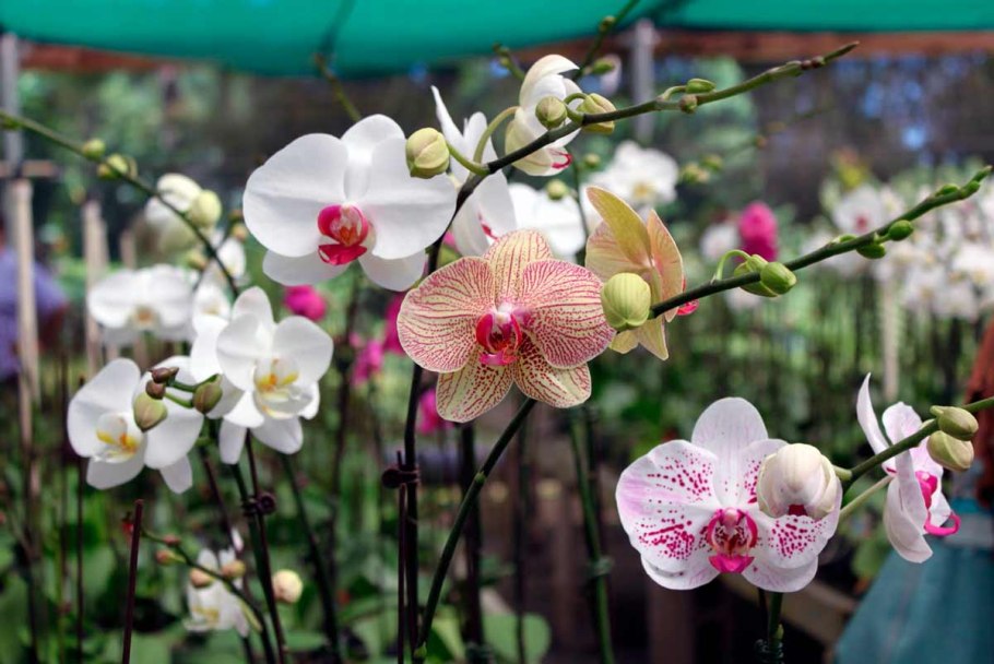 Фаленопсис Latino