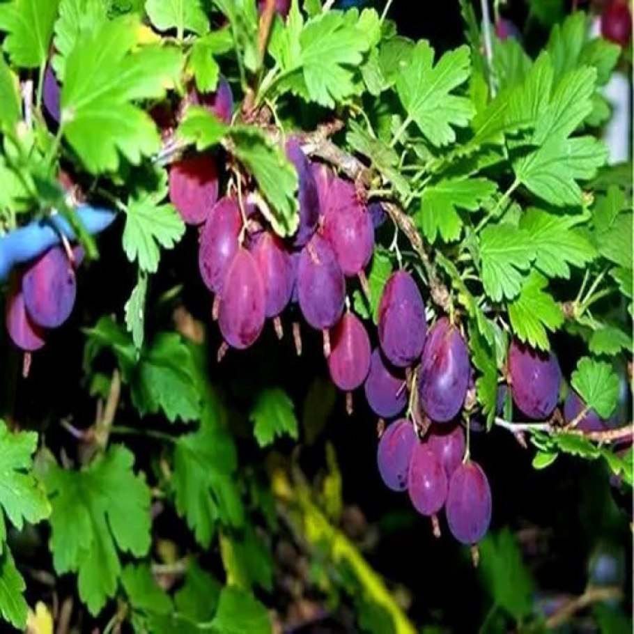 Крыжовник Хиннонмаки ред