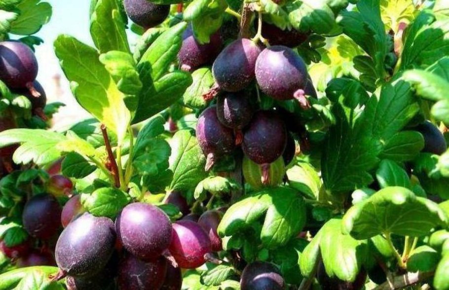 Крыжовник сенатор