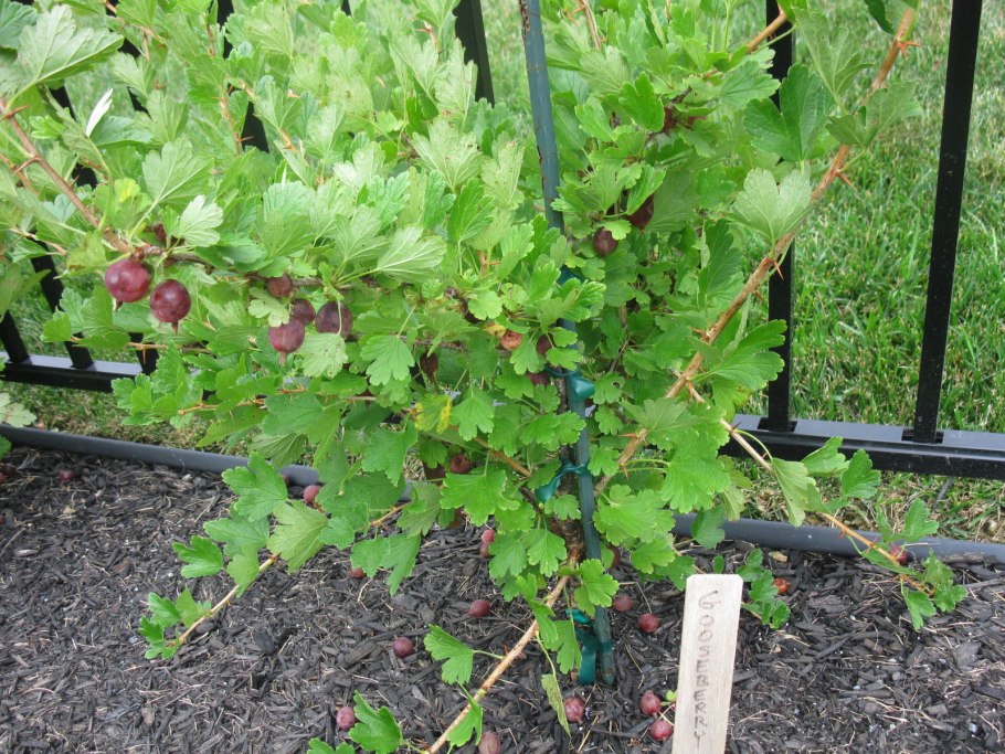 Крыжовник (ribes grossularia `Грушенька`)