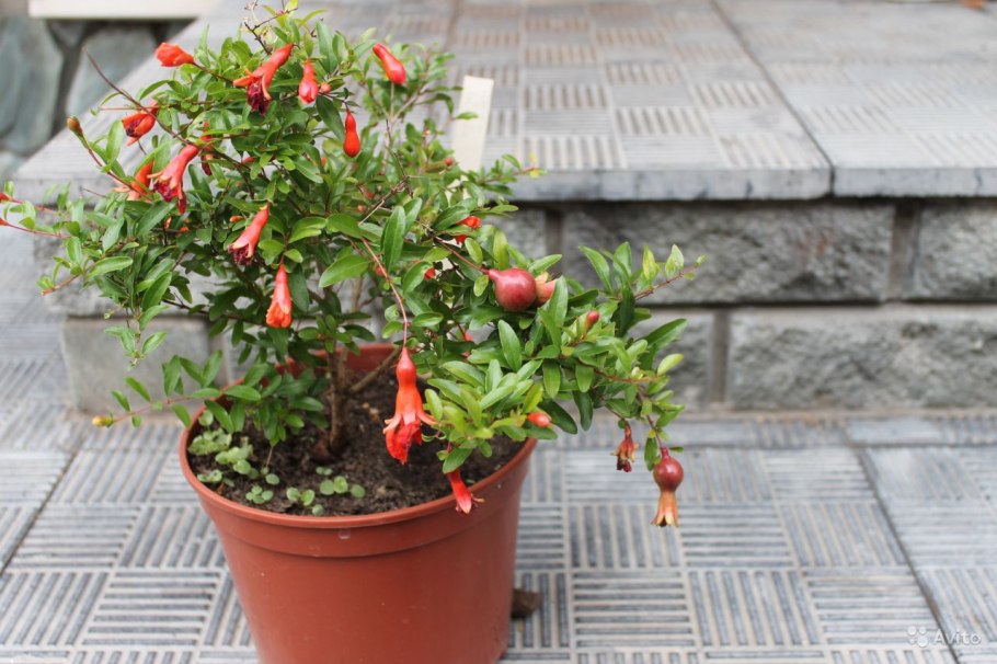 Punica granatum бонсай