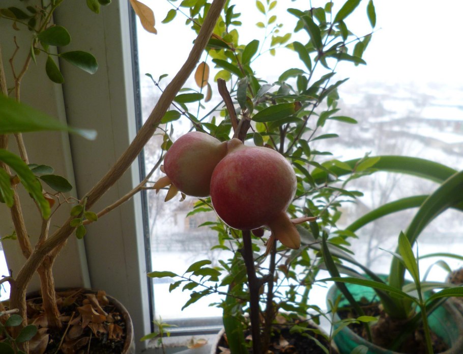 Гранат комнатный Карфаген