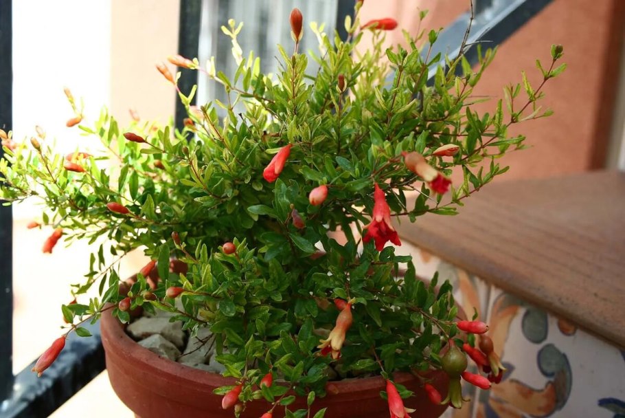 Гранат карликовый (Punica granatum Nana)