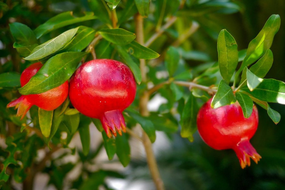 Гранат комнатный почва