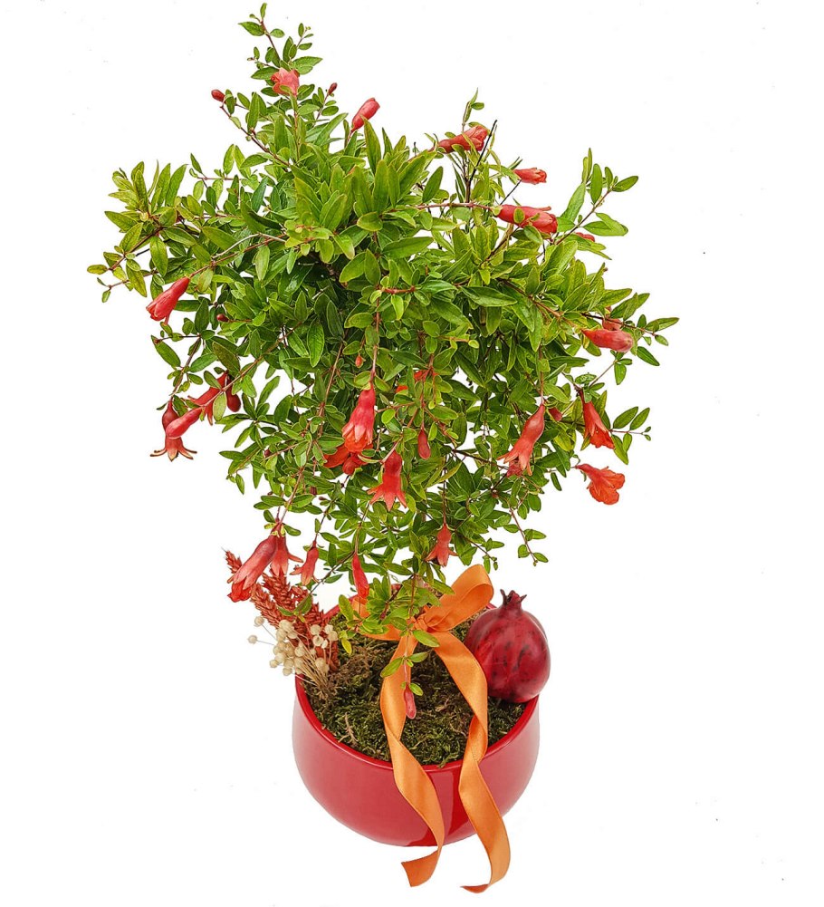 Карликовый гранат