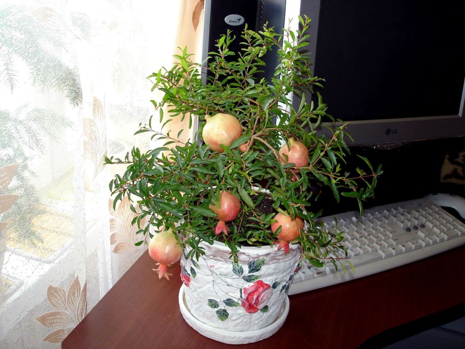 Гранат комнатный Карфаген