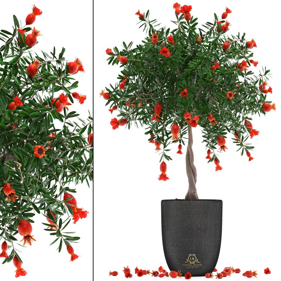 Гранатовое дерево Легрель саженцы