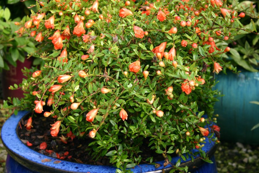 Гранат обыкновенный растение