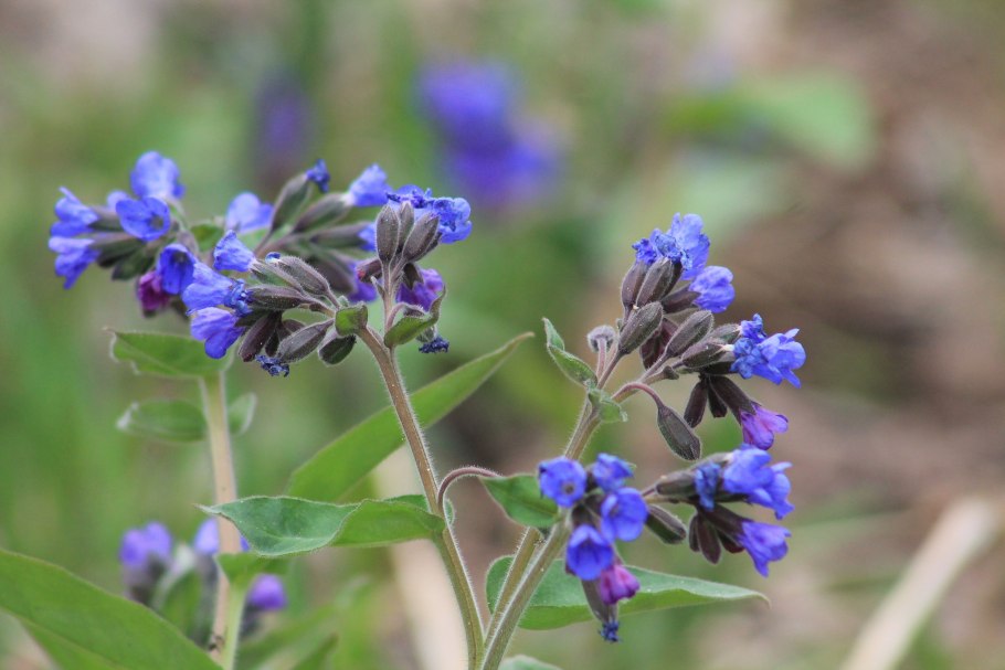 Медуница Лесная цветок