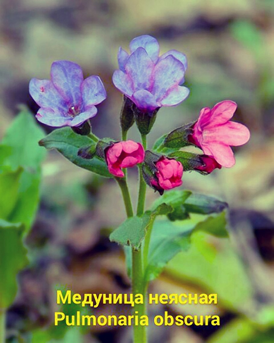 Медуница Лесная