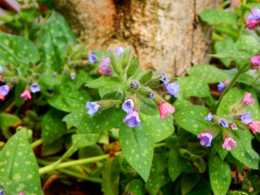 Pulmonaria longifolia